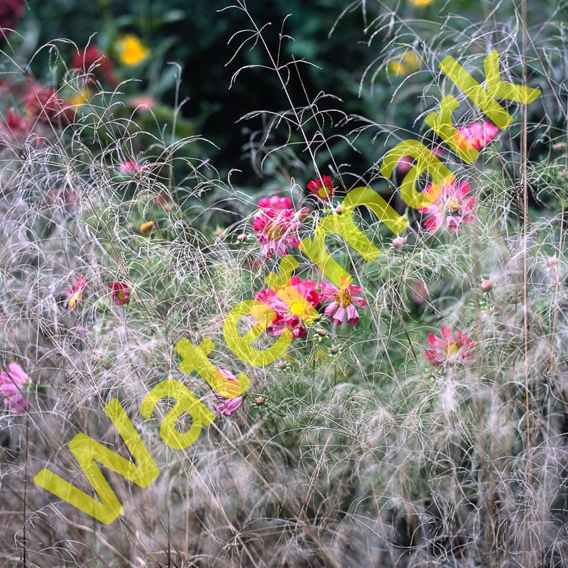 addWatermark.jpeg