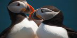 Image of two birds sitting by the side