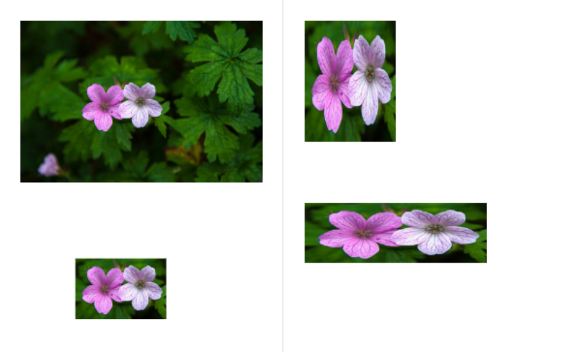 JavaScript Dev SDK: load, draw, clip, and save image content as part of PDF generation workflows