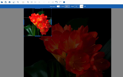 Allow web app users to crop and resize images