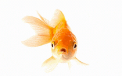 Create GIFs using a .NET Imaging API Library